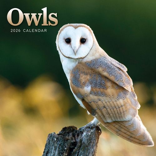 Cover image for 2026 Owls Mini Wall Calendar