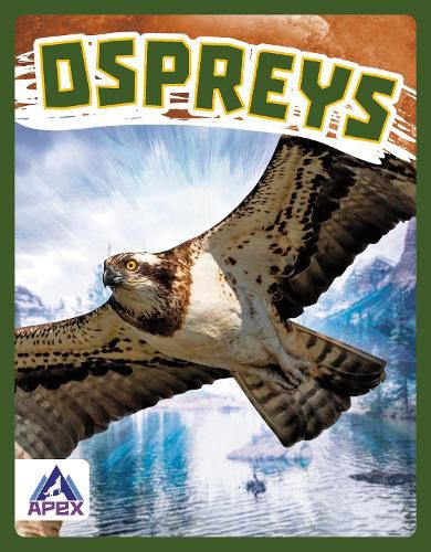 Cover image for Birds of Prey: Ospreys