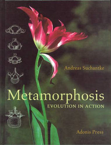 Cover image for Metamorphosis: Evolution in Action