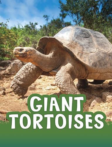 Cover image for Giant Tortoises