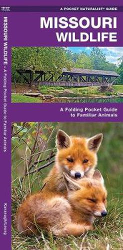 Cover image for Missouri Wildlife: A Folding Pocket Guide to Familiar Animals