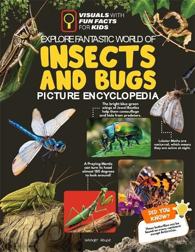 Cover image for Explore Fantastic World of Insects And Bugs Picture Encyclopedia