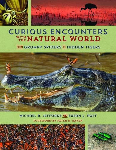 Cover image for Curious Encounters with the Natural World: From Grumpy Spiders to Hidden Tigers