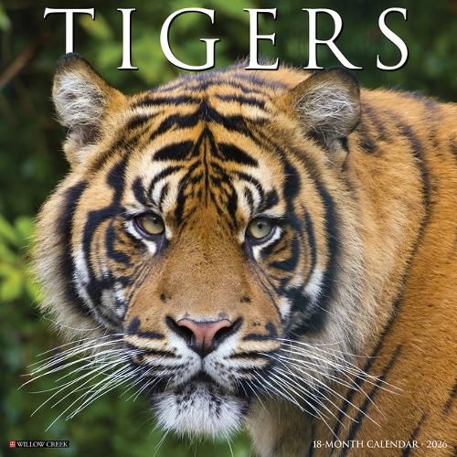 Cover image for Tigers 2026 12 X 12 Wall Calendar