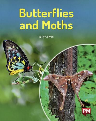 Butterflies and Moths