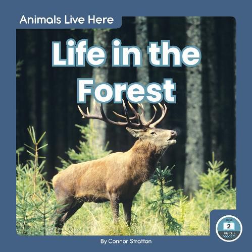 Cover image for Animals Live Here: Life in the Forest