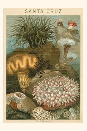 Cover image for Vintage Journal Sea Anemones, Santa Cruz, California