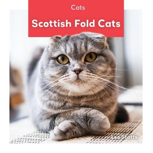 Scottish Fold Cats