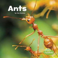 Cover image for Ants