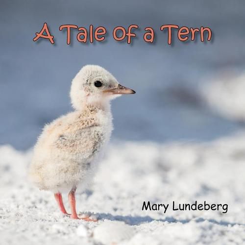 Cover image for A Tale of a Tern