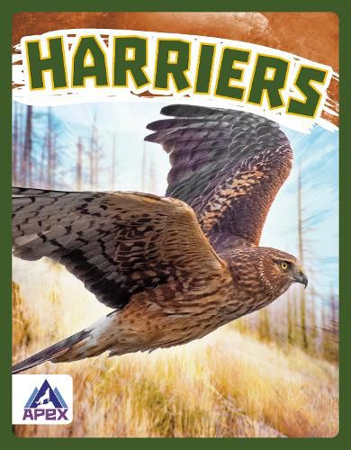 Cover image for Birds of Prey: Harriers