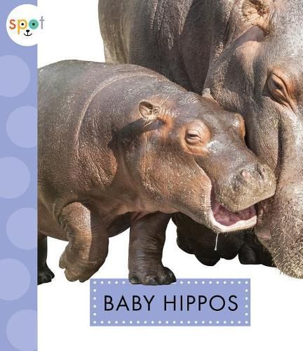 Cover image for Baby Hippos