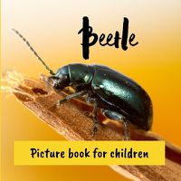Cover image for Beetle