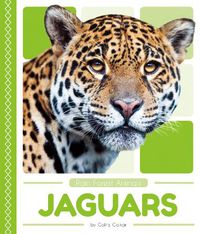 Cover image for Rain Forest Animals: Jaguars