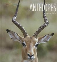 Cover image for Antelopes