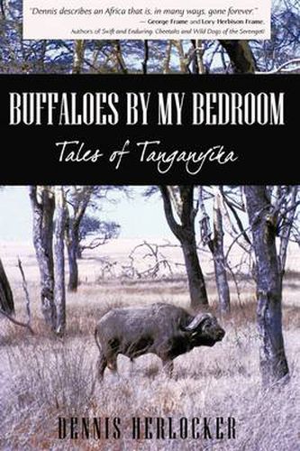 Cover image for Buffaloes by My Bedroom