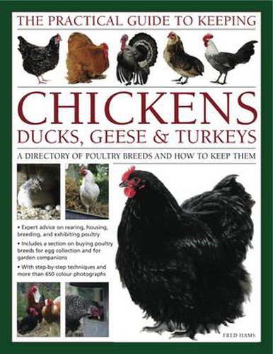 Cover image for Practical Guide to Keeping Chickens, Duck, Geese & Turkeys