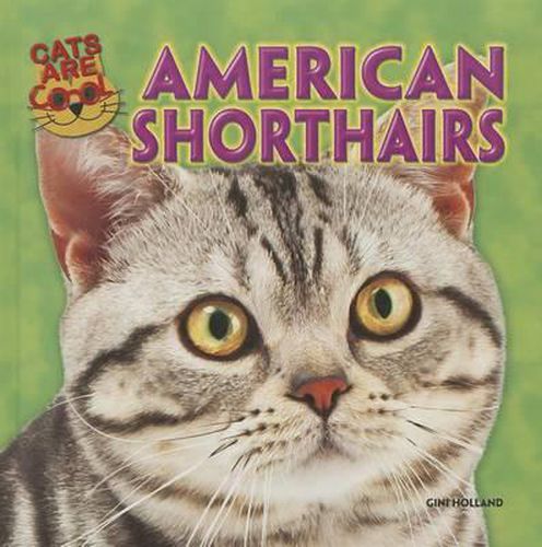 American Shorthairs