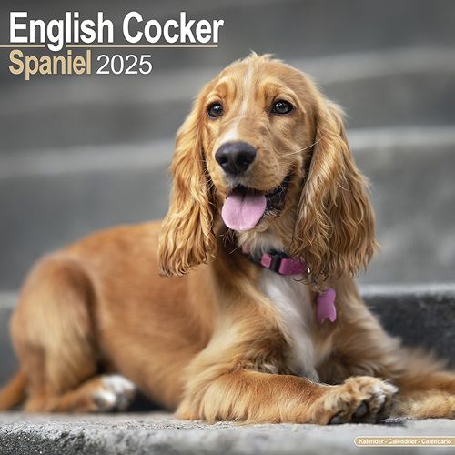 Cover image for English Cocker Spaniel Calendar 2025 Square Dog Breed Wall Calendar - 16 Month