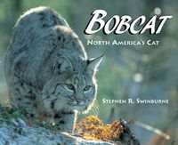 Cover image for Bobcat