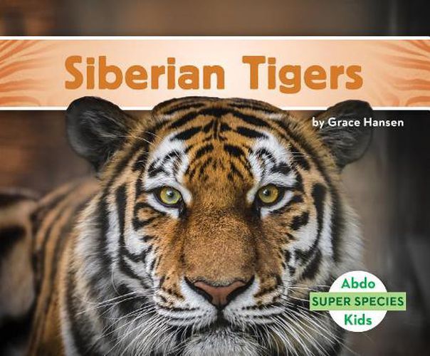 Cover image for Siberian Tigers
