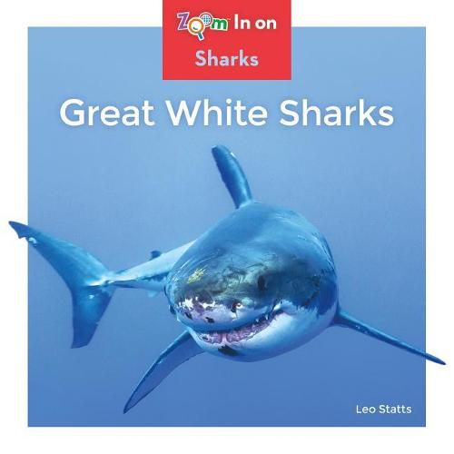 Great White Sharks