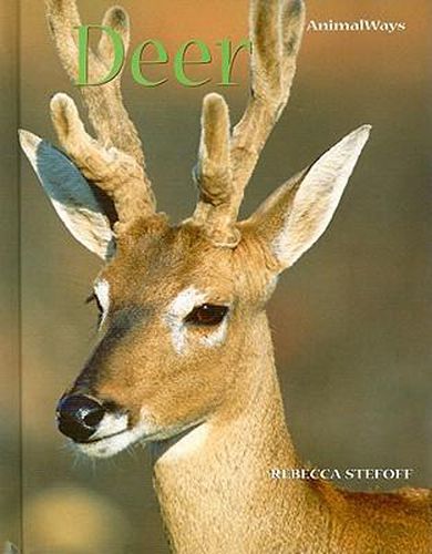 Cover image for Deer