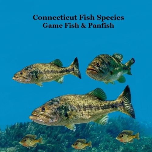 Cover image for Connecticut Game Fish and Panfish Species Kids Book