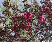 Cover image for Spring in the Creasey Mahan Nature Preserve