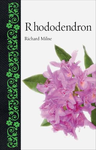 Cover image for Rhododendron