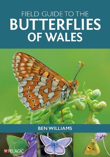 Cover image for Field Guide to the Butterflies of Wales