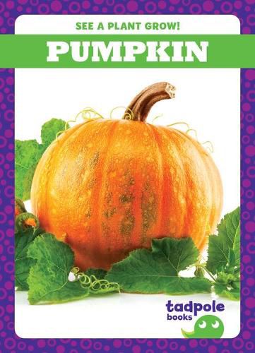 Cover image for Pumpkin