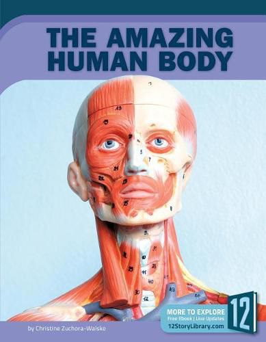 The Amazing Human Body