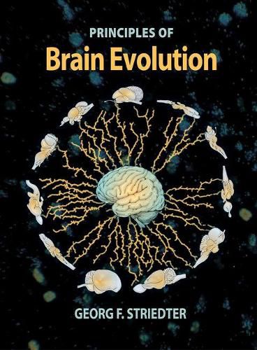 Cover image for Brain Evolution