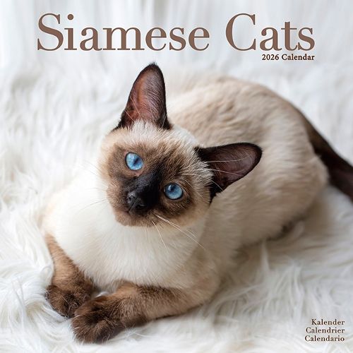Cover image for Cats - Siamese Calendar 2026 Square Cat Wall Calendar - 16 Month