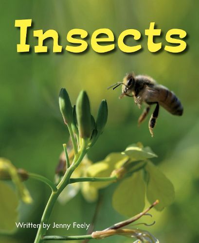 Cover image for BLL C1 Insects