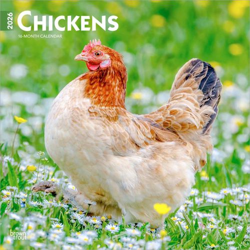 Cover image for Chickens 2026 Wall Calendar