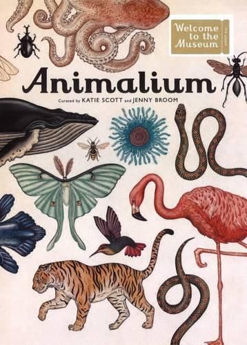 Cover image for Animalium Welcome to the Museum