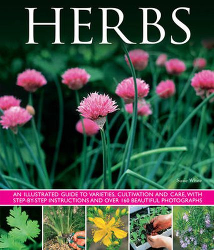 Cover image for Herbs: An Illustrated Guide to Varieties, Cultivation and Care, with Step-by-step Instructions and Over 160 Beautiful Photographs