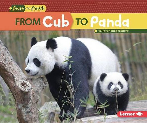 Cover image for From Cub to Panda