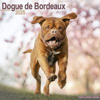 Cover image for Dogue De Bordeaux Calendar 2025 Square Dog Breed Wall Calendar - 16 Month