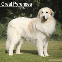 Cover image for Great Pyrenees Calendar 2025 Square Dog Breed Wall Calendar - 16 Month