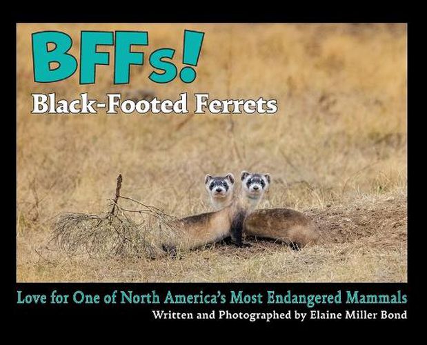 Cover image for BFFs! Black-Footed Ferrets