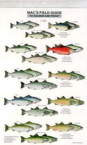 Cover image for Mac's Field Guides: North American Salmon & Trout