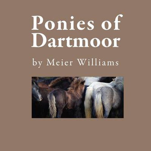 Ponies of Dartmoor