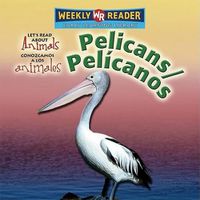 Cover image for Pelicans / Pelicanos