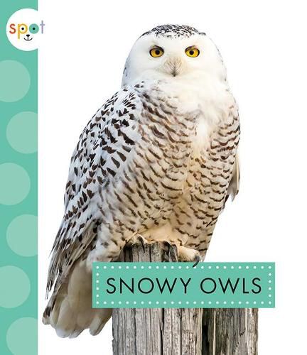 Snowy Owls