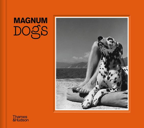 Cover image for Magnum Dogs