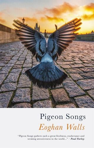 Cover image for Pigeon Songs