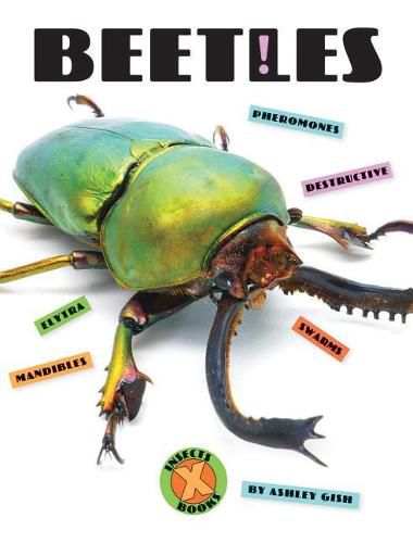 Cover image for Beetles